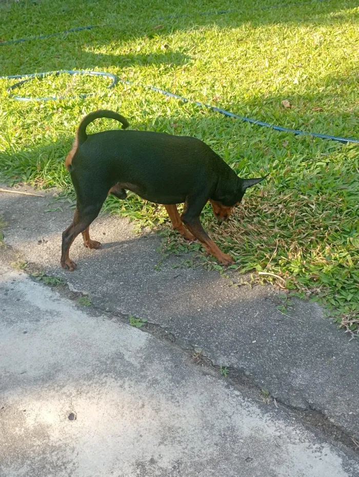Cachorro raça Pinscher idade 6 ou mais anos nome pinscher