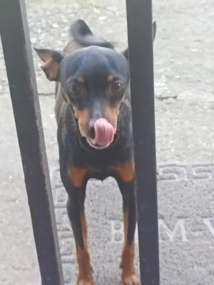 Cachorro raça Pinscher idade 6 ou mais anos nome pinscher