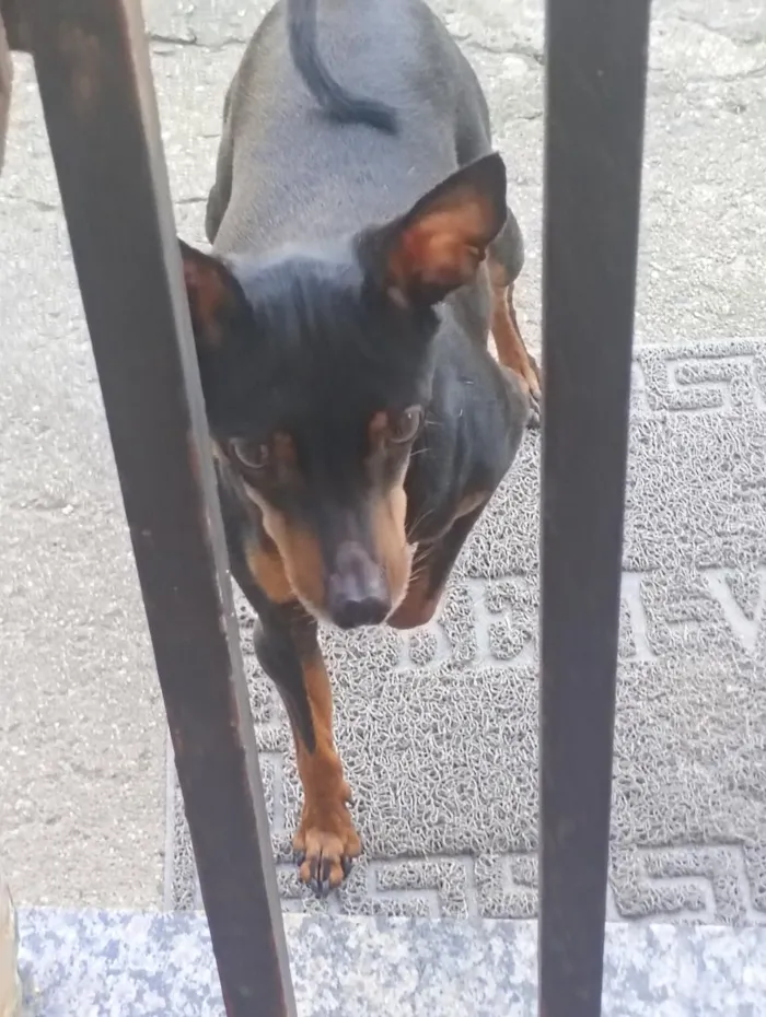 Cachorro raça Pinscher idade 6 ou mais anos nome pinscher