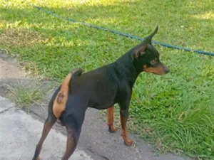 Cachorro raça Pinscher idade 6 ou mais anos nome pinscher