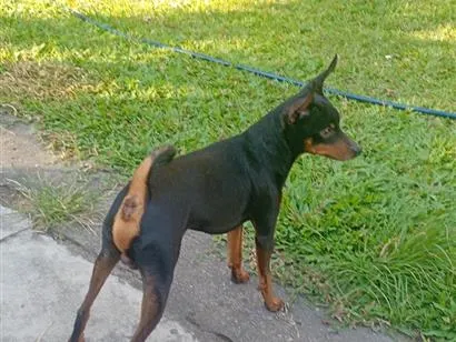 Cachorro raça Pinscher idade 6 ou mais anos nome pinscher