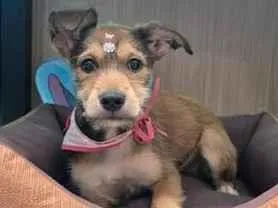 Cachorro raça SRD-ViraLata idade 2 a 6 meses nome Mila