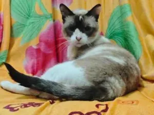 Gato raça SRD-ViraLata idade 3 anos nome Pandora