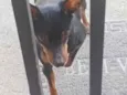 pinscher