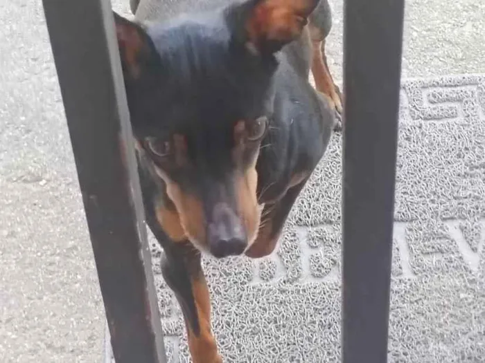 Cachorro raça Pinscher idade 6 ou mais anos nome pinscher