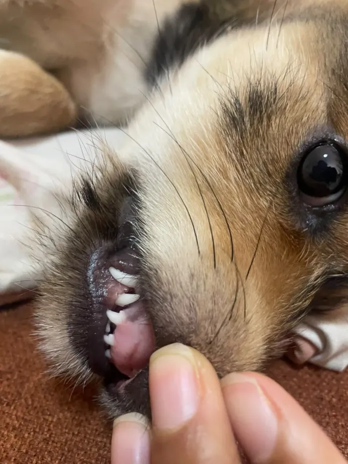 Cachorro raça SRD-ViraLata idade 2 a 6 meses nome Mila