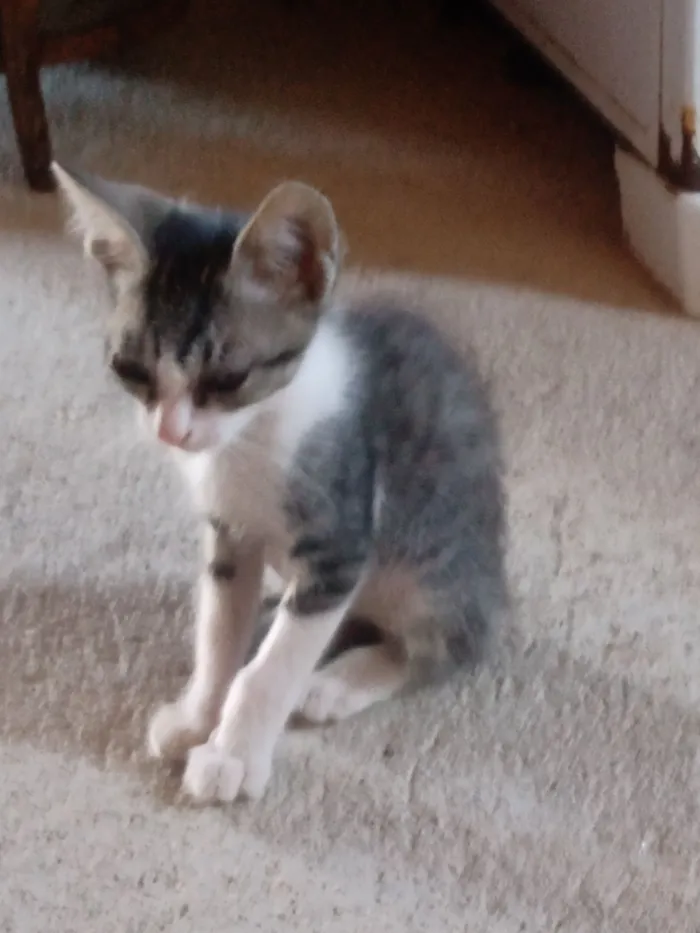 Gato raça SRD-ViraLata idade Abaixo de 2 meses nome bichano