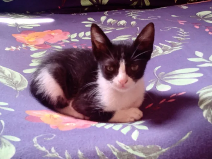 Gato raça SRD-ViraLata idade Abaixo de 2 meses nome bichano