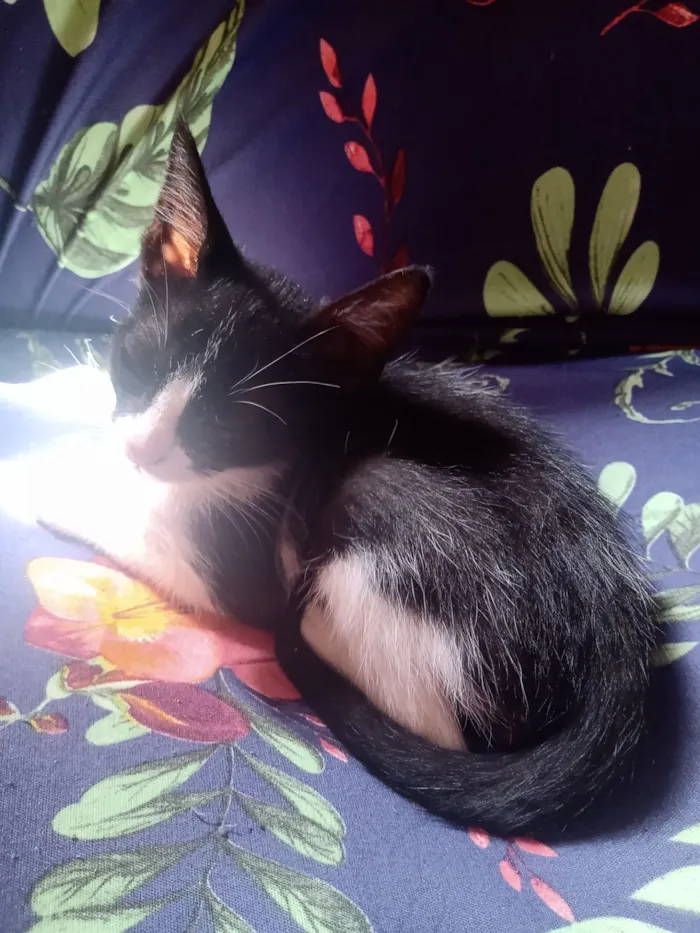 Gato raça SRD-ViraLata idade Abaixo de 2 meses nome bichano