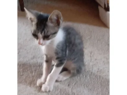 Gato raça SRD-ViraLata idade Abaixo de 2 meses nome bichano