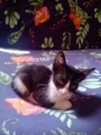 bichano