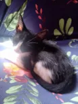 bichano