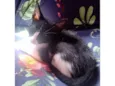 bichano