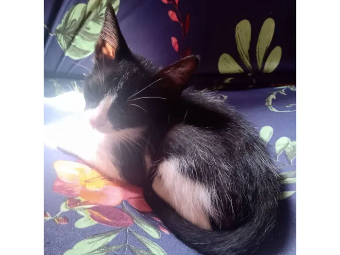 Gato raça SRD-ViraLata idade Abaixo de 2 meses nome bichano
