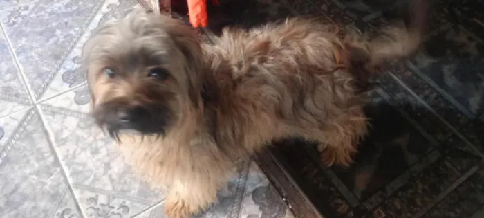 Cachorro raça SRD-ViraLata idade 3 anos nome sem nome