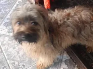 Cachorro raça SRD-ViraLata idade 3 anos nome sem nome