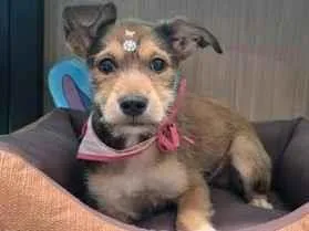 Cachorro raça SRD-ViraLata idade 2 a 6 meses nome Mila