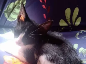 Gato raça SRD-ViraLata idade Abaixo de 2 meses nome bichano