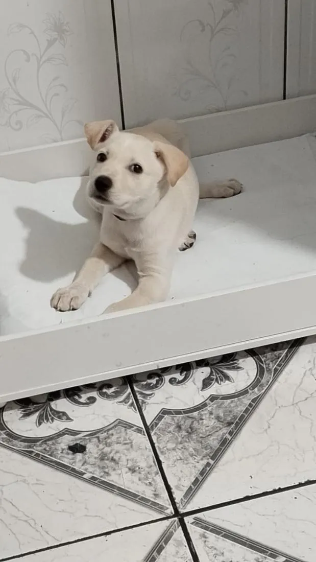 Cachorro raça SRD-ViraLata idade 2 a 6 meses nome lana
