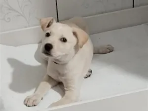 Cachorro raça SRD-ViraLata idade 2 a 6 meses nome lana