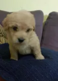 Lulu 