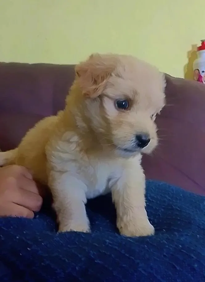 Cachorro raça Poodle idade 2 a 6 meses nome Lulu 