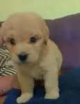 Lulu 