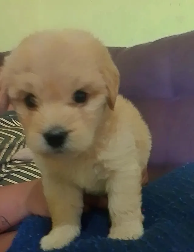 Cachorro raça Poodle idade 2 a 6 meses nome Lulu 
