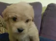 Lulu 
