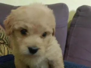 Cachorro raça Poodle idade 2 a 6 meses nome Lulu 