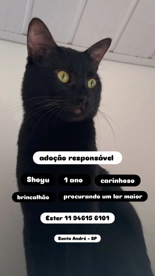 Gato raça SRD-ViraLata idade 1 ano nome Shoyu