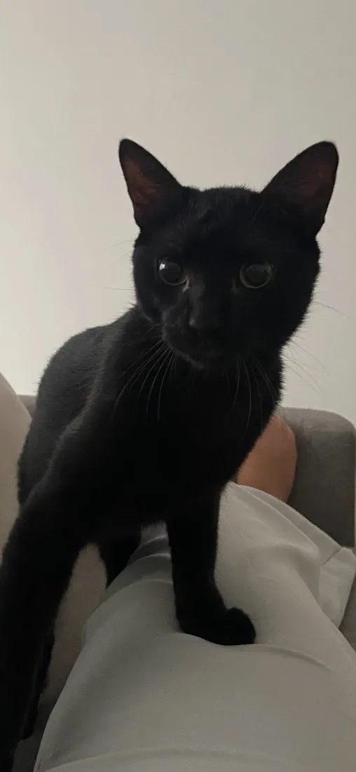 Gato raça SRD-ViraLata idade 1 ano nome Shoyu