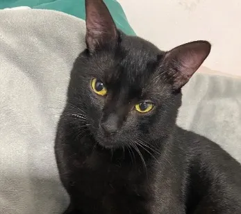 Gato raça SRD-ViraLata idade 1 ano nome Shoyu