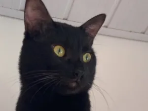 Gato raça SRD-ViraLata idade 1 ano nome Shoyu