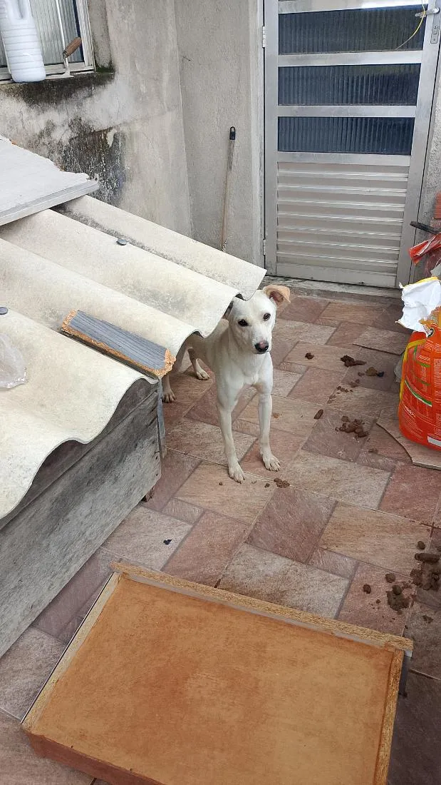 Cachorro raça SRD-ViraLata idade 2 a 6 meses nome boby