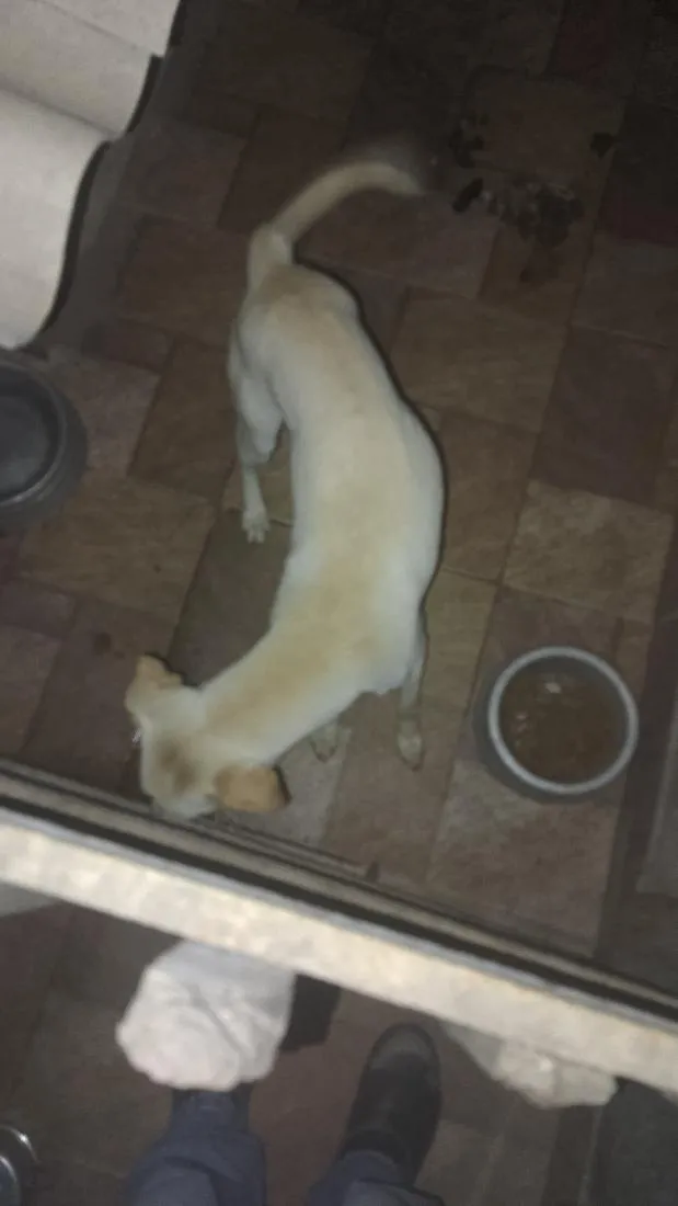 Cachorro raça SRD-ViraLata idade 2 a 6 meses nome boby
