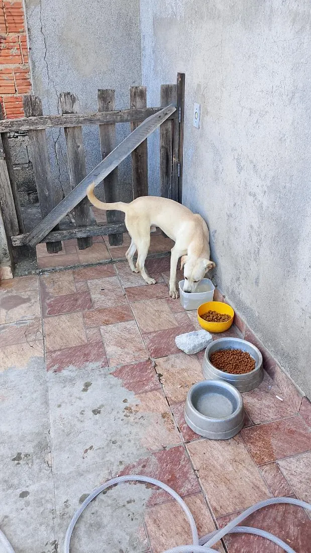 Cachorro raça SRD-ViraLata idade 2 a 6 meses nome boby