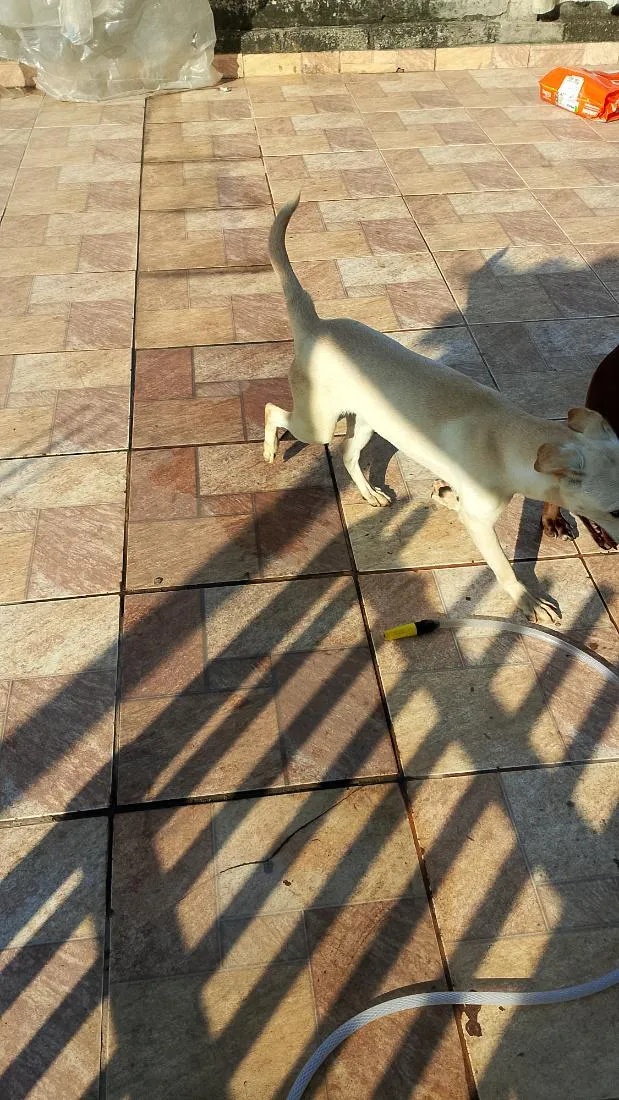 Cachorro raça SRD-ViraLata idade 2 a 6 meses nome boby