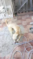 boby
