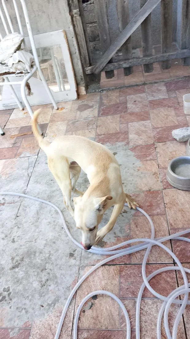 Cachorro raça SRD-ViraLata idade 2 a 6 meses nome boby