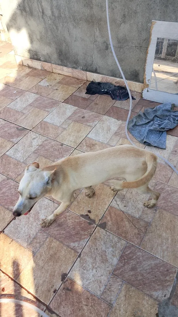 Cachorro raça SRD-ViraLata idade 2 a 6 meses nome boby