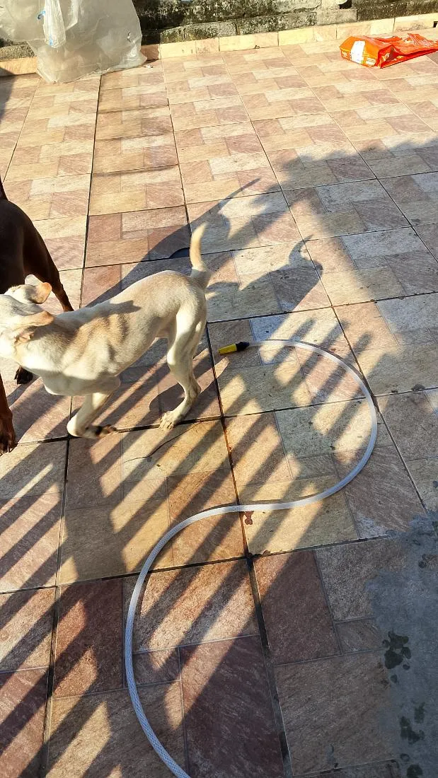Cachorro raça SRD-ViraLata idade 2 a 6 meses nome boby