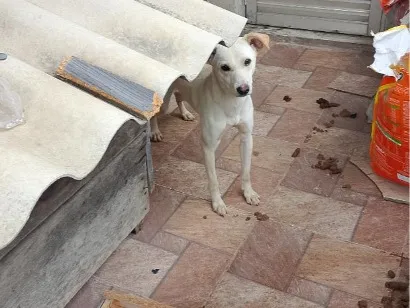 Cachorro raça SRD-ViraLata idade 2 a 6 meses nome boby