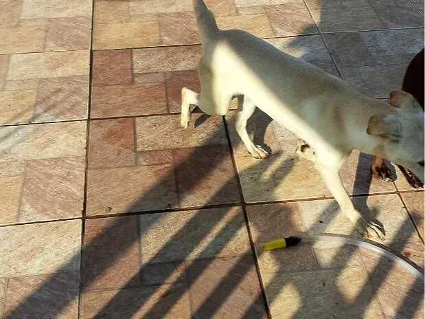 Cachorro raça SRD-ViraLata idade 2 a 6 meses nome boby