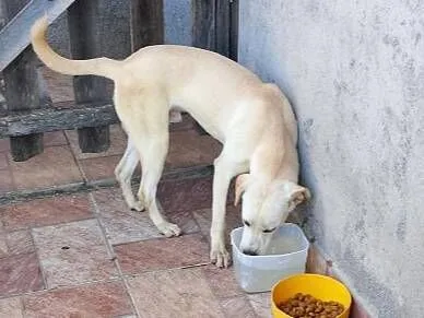 Cachorro raça SRD-ViraLata idade 2 a 6 meses nome boby