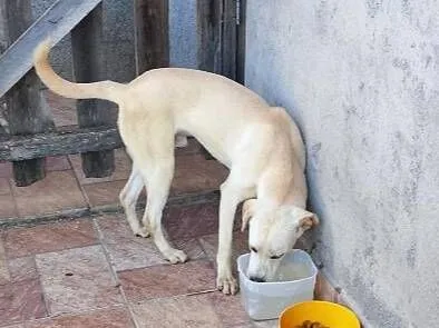 Cachorro raça SRD-ViraLata idade 2 a 6 meses nome boby