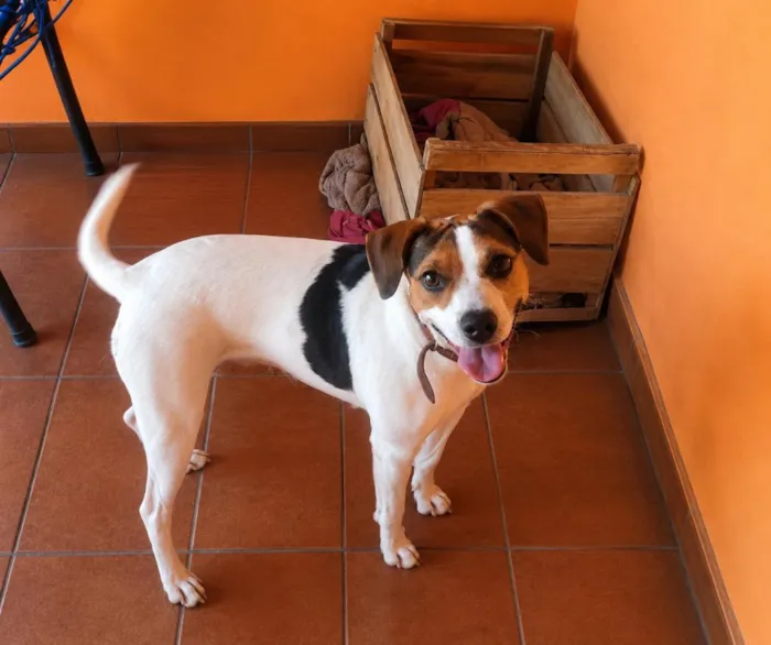 Cachorro raça SRD-ViraLata idade 2 anos nome amora 