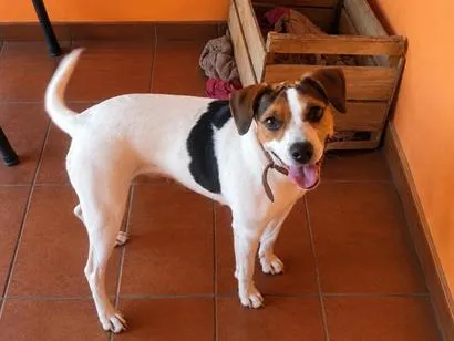 Cachorro raça SRD-ViraLata idade 2 anos nome amora 