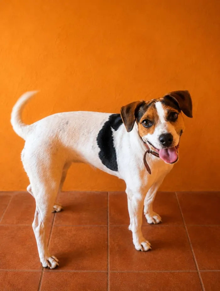 Cachorro raça SRD-ViraLata idade 2 anos nome amora 