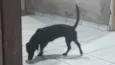 Zu